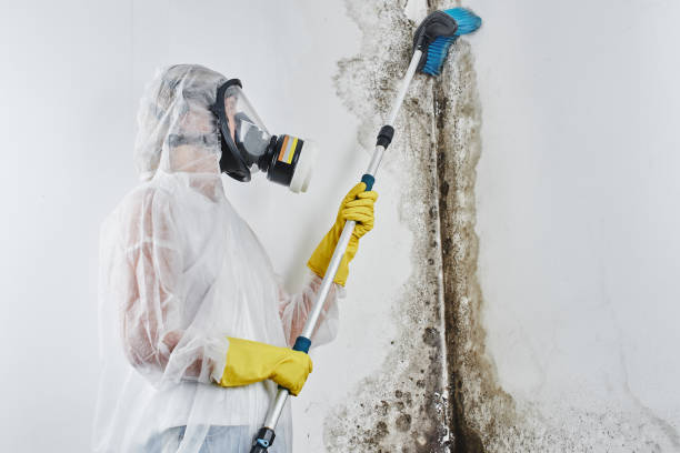 Best Commercial Mold Inspection  in Evanston, WY